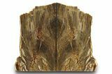 Polished Petrified Wood Bookends - Washington #274867-1